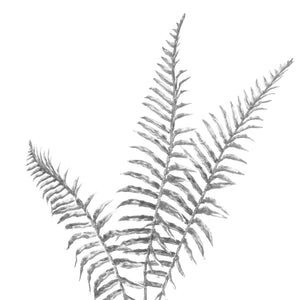 Silver Fern